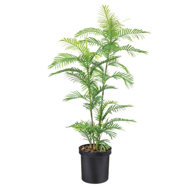 Silk Plants Office Plant for Offices | Cecil Nurse